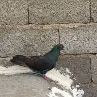 کبوتر جوان|پرنده|رشت, شهرک احمد خمینی|دیوار