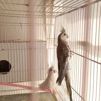 جفت عروس هلندی درجه یک