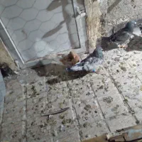 ۸عدد کفتر قلدر|پرنده|مشهد, شهید آوینی|دیوار