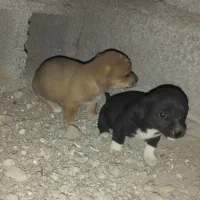 سگ خانگی|سگ|خنداب, |دیوار