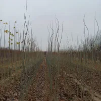 صنوبر و کبوده|خدمات باغبانی و درختکاری|میاندوآب, |دیوار