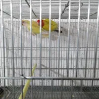 کوتوله برزیلی|پرنده|نی‌ریز, |دیوار