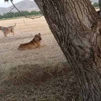 سگ سرابی
