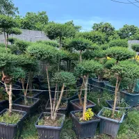 پایه مورتهای چند کله