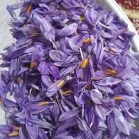 زعفران|عمدهفروشی|مینودشت, |دیوار