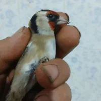 ی سهره نر گل بلند