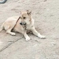 سگ سرابی و گرگی بلژیکی