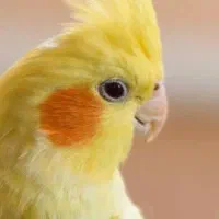 عروس هلندی پیدا شده