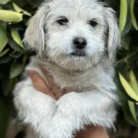 واگذاری شیتزو تریر سایز ریز|سگ|خرمآباد, |دیوار