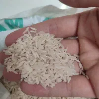 ۲۰۰کیلوبرنج طارم هاشمی محلی دشت خودم به شرط پخت|خوردنی و آشامیدنی|قائم‌شهر, |دیوار
