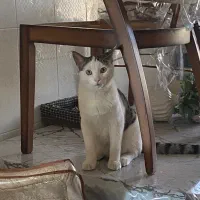 گمشده|حیوانات|بروجرد, |دیوار