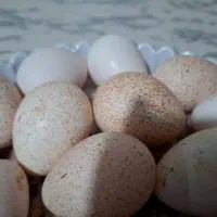 تخم بوقلمون نطفه دار