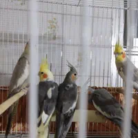 یه جفت عروس هلندی مولد با سه تا جوجه بزرگ