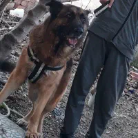 سگ ژرمن ۲ سال و خورده ای