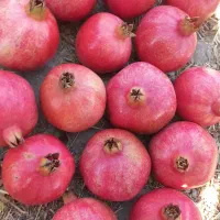 انار عمده رباب صادراتی با کیفیت بسیار بالا|عمده‌فروشی|تهران, تهرانپارس جنوبی|دیوار