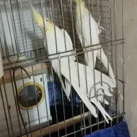 یک جفت عروس هلندی اهلی