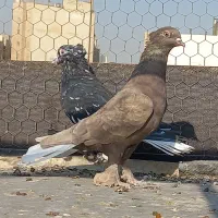 سرخ سرور سیاه سرکه ای دم سفید|پرنده|شیراز, عادل آباد|دیوار