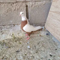 نرو ماده دم زرد دم سرخ بدون عیب|پرنده|شیراز, ریاستی|دیوار