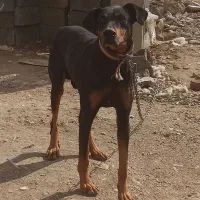 واگذاری دوبرمن|سگ|خرم‌آباد, |دیوار