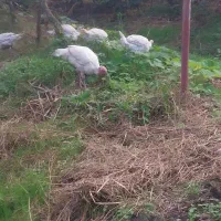 بوقلمون کیلویی 300 هزار تومان گوشتی