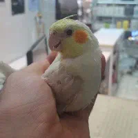 لوتینو،طوسی،گلباقالی