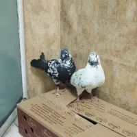 کفتر سالم نر و ماده