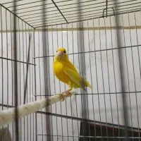قناری ماده طلایی|پرنده|شیراز, پودنک|دیوار