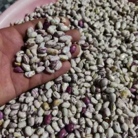 فروش لوبیا چیتی  تازه درجه یک
