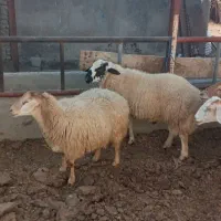 ۵عدد گوسفند دامازدیخ|حیوانات مزرعه|ارشق, |دیوار