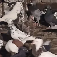 کبوتر