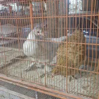 فروش دو خروس و ۴ مرغ