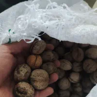 گردوی الشتر