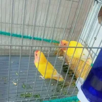 طوطی|پرنده|بندر امام خمینی, |دیوار