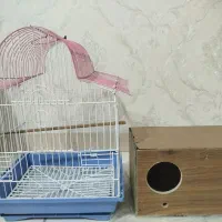 پرنده عروس هلندی نروماده