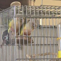 گرینچیک طوطی