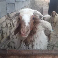 بستان|حیوانات مزرعه|اهواز, آریاشهر|دیوار
