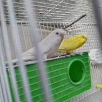 جفت مرغ عشق لوتینو و آلبینو چشم شرابی و فنج نرگسی|پرنده|مشهد, نیزه|دیوار