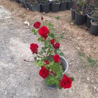 گل رز پر گل درشت تنومند