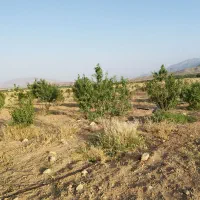 فروش باغچه 3500متری واقع در شبانکاره میمند|فروش زمین و ملک کلنگی|شیراز, عادل آباد|دیوار