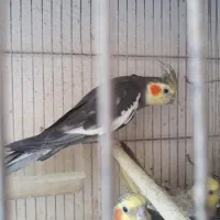 طوطی|پرنده|رشت, حمیدیان|دیوار