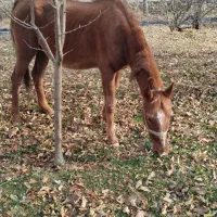 اسب کرد نجیب|اسب و تجهیزات اسب‌سواری|نوبران, |دیوار