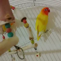 پرنده طوطی برزیلی|پرنده|محمدشهر, شهرک پیام (مهرالبرز)|دیوار