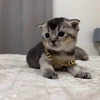 گربه بریتیش اسکاتیش چینچیلا