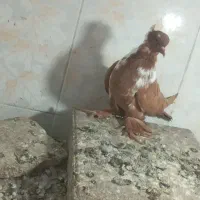 ساری الابوغاز