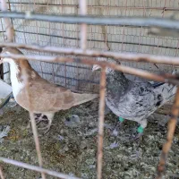 سرور ساده زرد