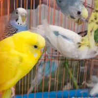 مرغ عشق از بالغ تا جوجه تازه دون خور|پرنده|رشت, دیانتی|دیوار