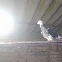 کبوتربرشی دونه ۲۰۰