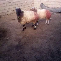 گوسفندبره قوچ