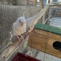 عروس هلند مولد