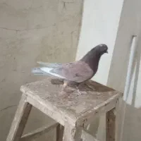 کبوتر|پرنده|بروجرد, |دیوار